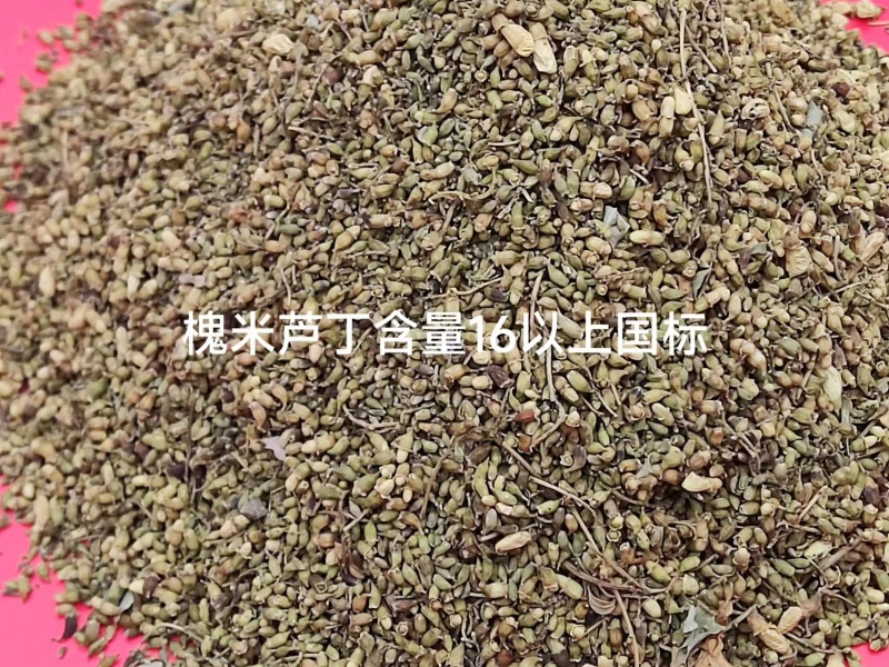 槐米精品出货，全国供货，提前预定，量大从优，期待与你共赢！
