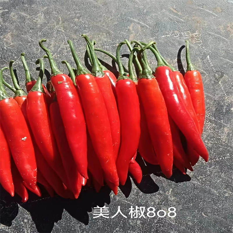 聚缘美人椒种子高产新品美人椒808辣椒种子中早熟香辣