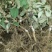 湘蕾5号金银花苗,见效快,高产易采摘,15到25天不落蕾