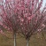 红梅花树，花色鲜艳，成活率高，抗冻性强，诚信合作