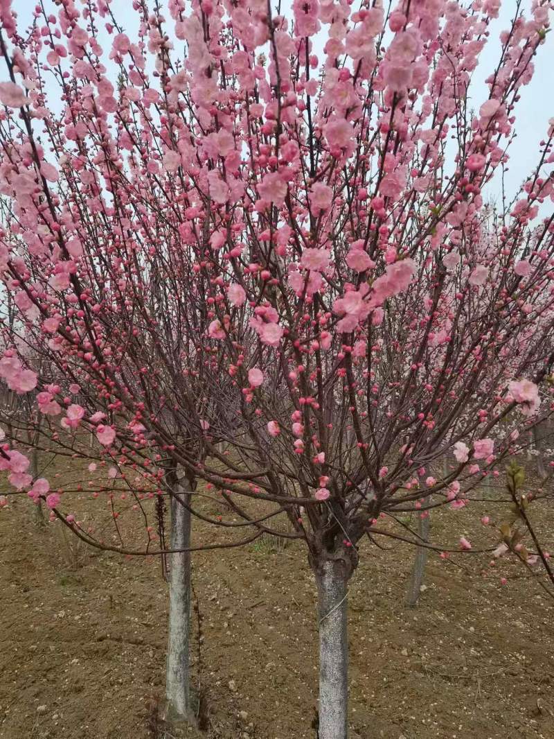 红梅花树，花色鲜艳，成活率高，抗冻性强，诚信合作