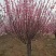 红梅花树，花色鲜艳，成活率高，抗冻性强，诚信合作