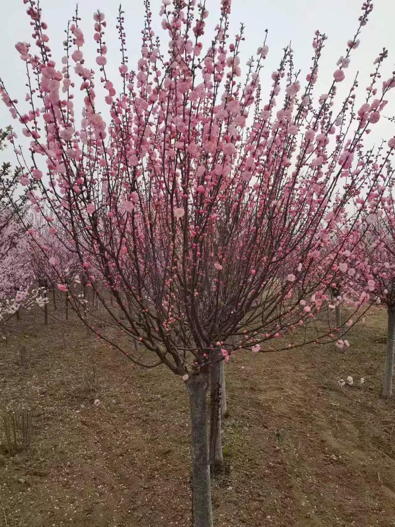红梅花树，花色鲜艳，成活率高，抗冻性强，诚信合作