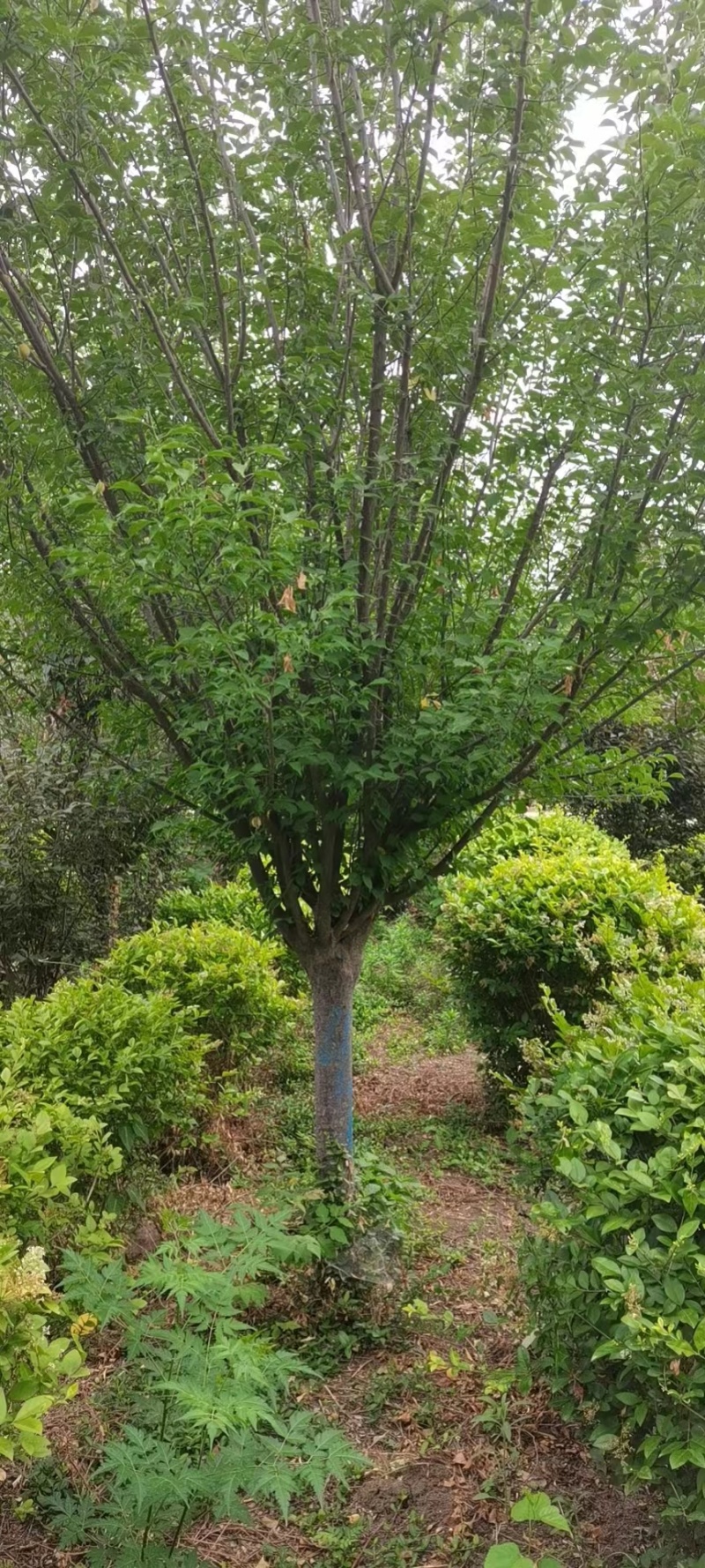 木槿花，花色粉红，成活率高，适应各地种植，技术服务