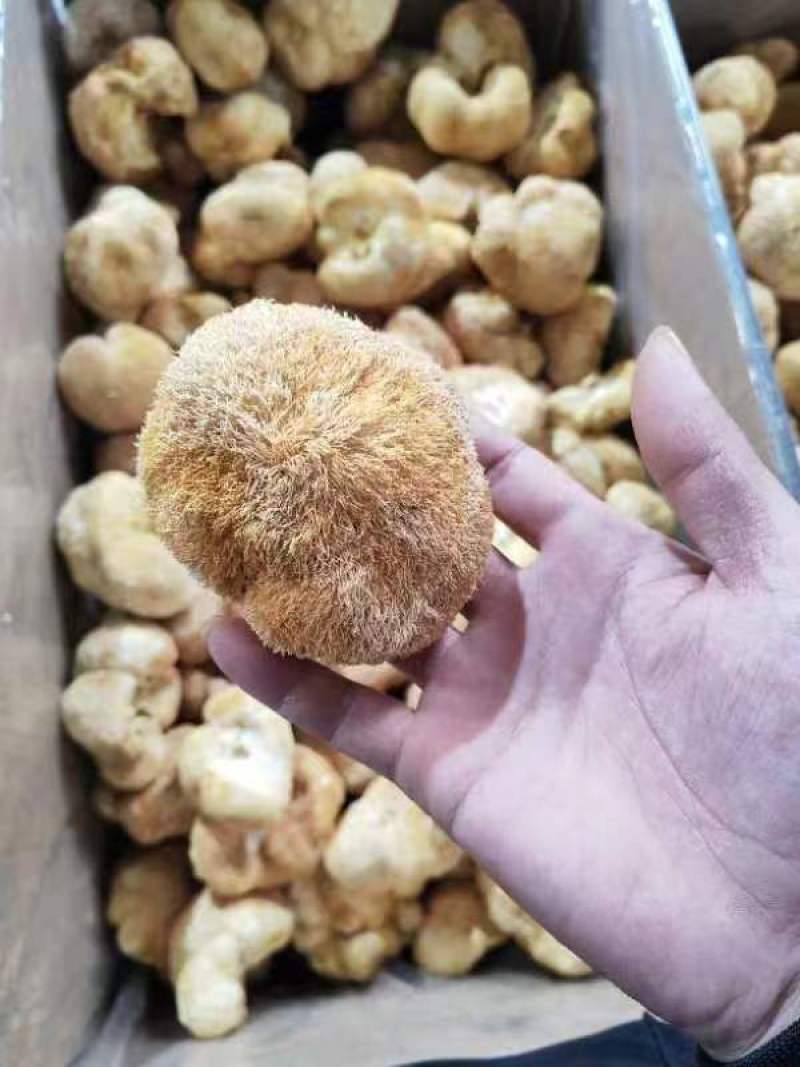 厂地上车价猴头菇6一8精品价格稳定对接电商来电询价