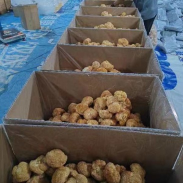厂地上车价猴头菇6一8精品价格稳定对接电商来电询价