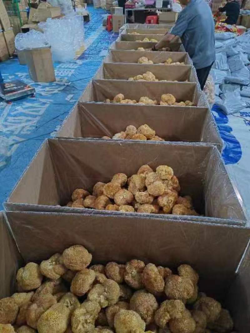 厂地上车价猴头菇6一8精品价格稳定对接电商来电询价