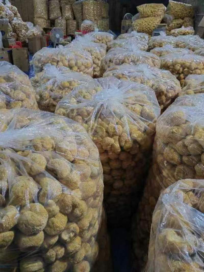 厂地上车价猴头菇6一8精品价格稳定对接电商来电询价