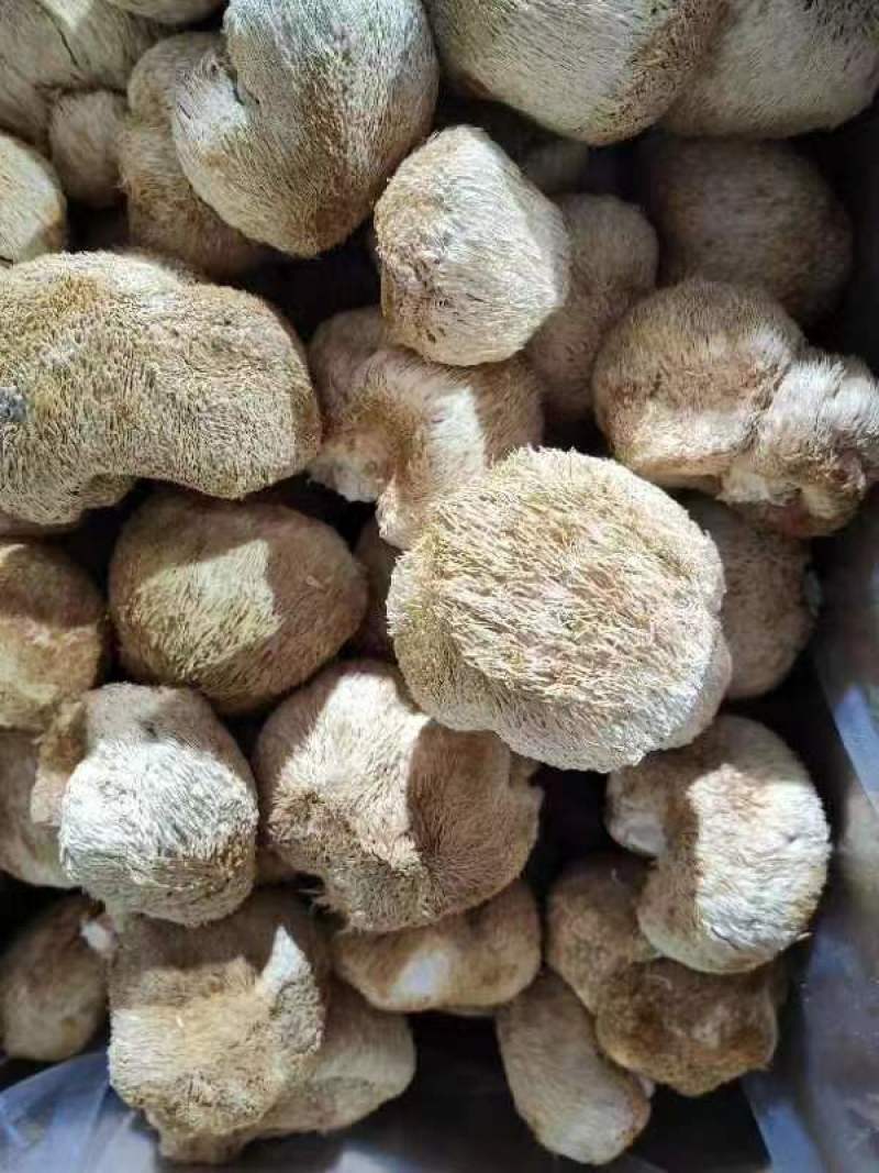 厂地上车价猴头菇6一8精品价格稳定对接电商来电询价