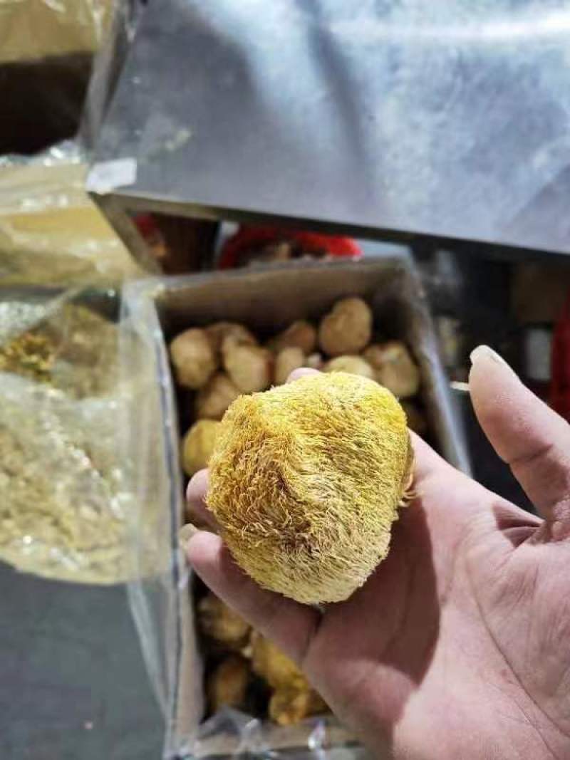厂地上车价猴头菇6一8精品价格稳定对接电商来电询价