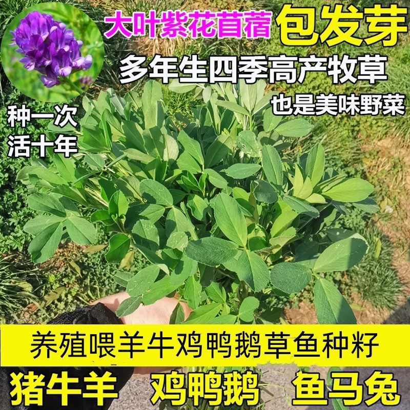 紫花苜蓿种子多年生苜蓿草种子四季常青牧草鸡鸭鹅牛羊鱼草籽