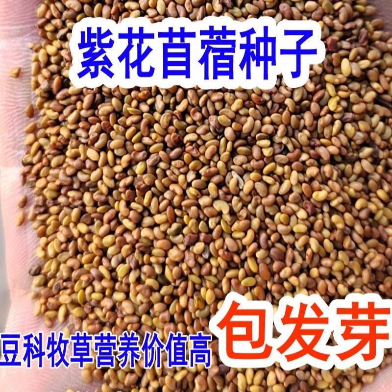 紫花苜蓿种子多年生苜蓿草种子四季常青牧草鸡鸭鹅牛羊鱼草籽