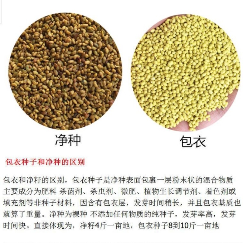 紫花苜蓿种子多年生苜蓿草种子四季常青牧草鸡鸭鹅牛羊鱼草籽