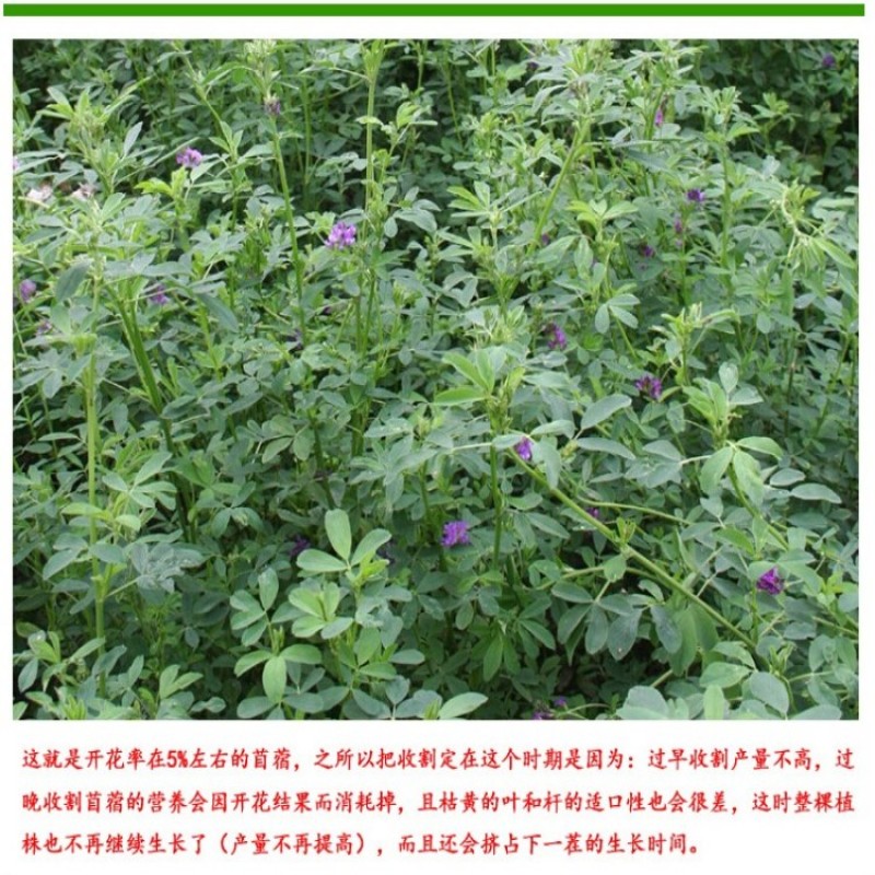 紫花苜蓿种子多年生苜蓿草种子四季常青牧草鸡鸭鹅牛羊鱼草籽