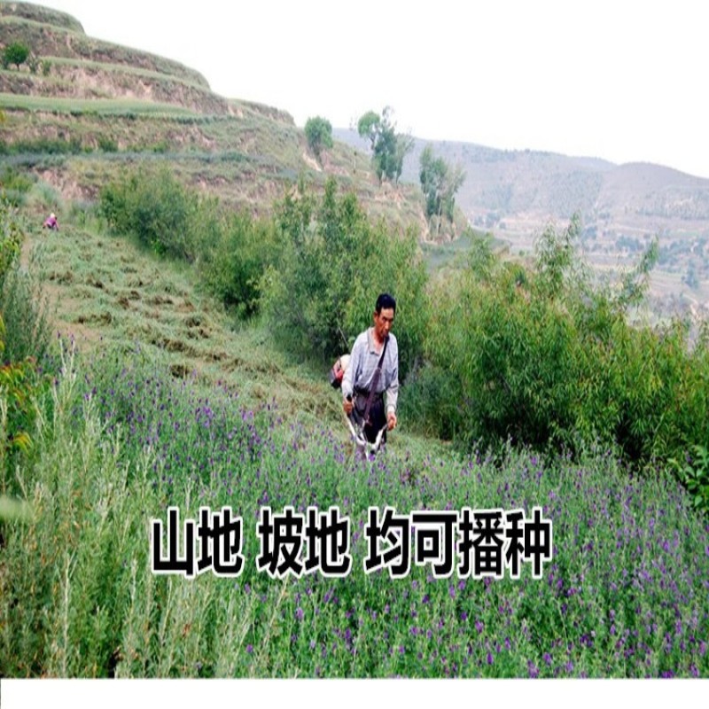 紫花苜蓿种子多年生苜蓿草种子四季常青牧草鸡鸭鹅牛羊鱼草籽