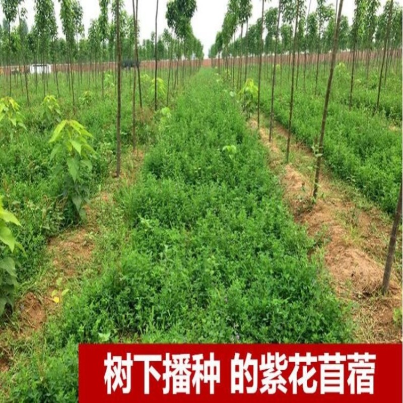 紫花苜蓿种子多年生苜蓿草种子四季常青牧草鸡鸭鹅牛羊鱼草籽