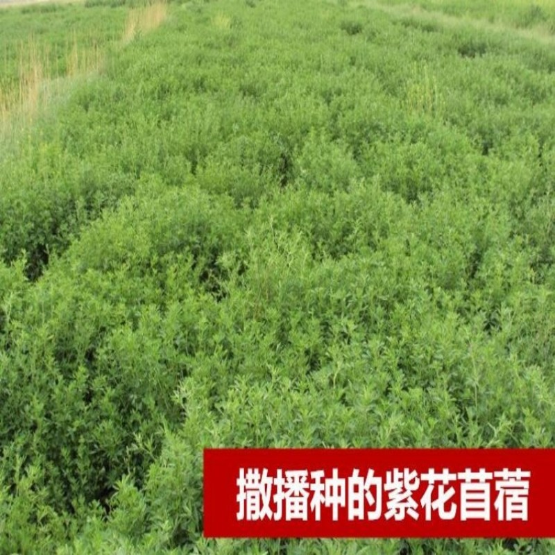 紫花苜蓿种子多年生苜蓿草种子四季常青牧草鸡鸭鹅牛羊鱼草籽