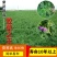 紫花苜蓿种子多年生苜蓿草种子四季常青牧草鸡鸭鹅牛羊鱼草籽