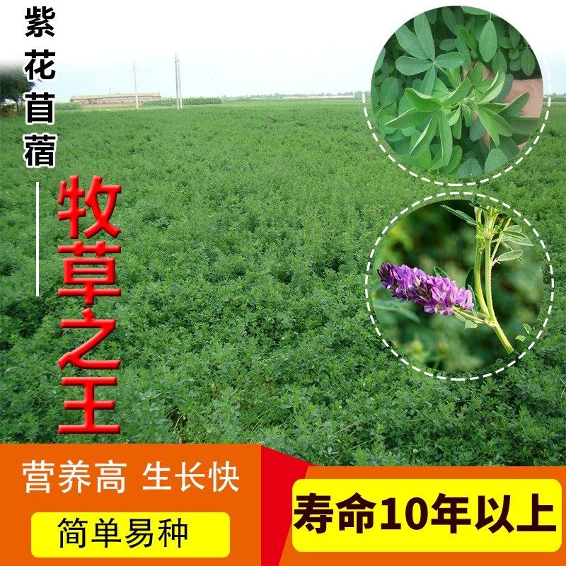 紫花苜蓿种子多年生苜蓿草种子四季常青牧草鸡鸭鹅牛羊鱼草籽