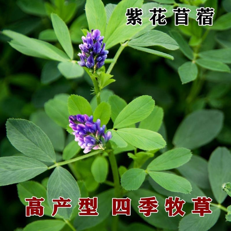 紫花苜蓿种子多年生苜蓿草种子四季常青牧草鸡鸭鹅牛羊鱼草籽