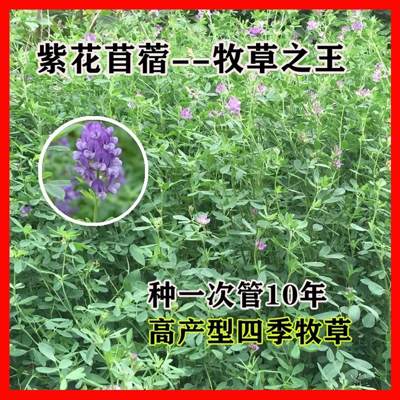 紫花苜蓿种子多年生苜蓿草种子四季常青牧草鸡鸭鹅牛羊鱼草籽