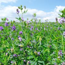 紫花苜蓿种子多年生苜蓿草种子四季常青牧草鸡鸭鹅牛羊鱼草籽