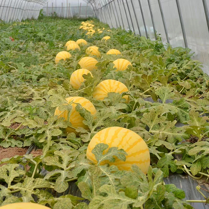景黄宝五型西瓜种子100粒早熟黄皮红瓤礼品小西瓜种子特大