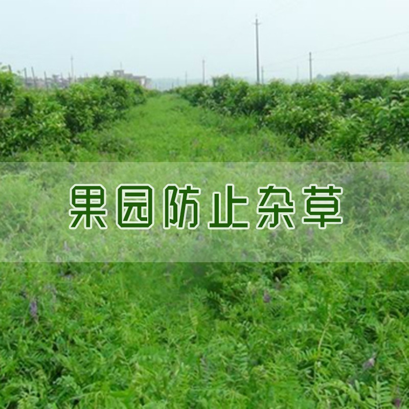 毛苕种子长柔毛野豌豆种籽箭舌豌豆种毛叶光叶紫花苕子毛苕子