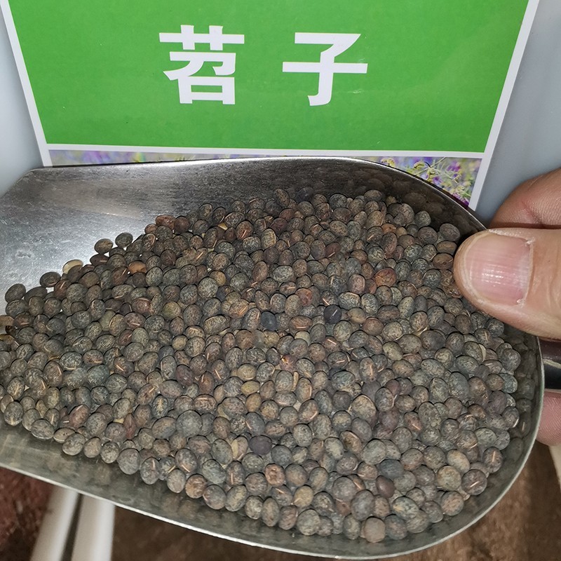 毛苕种子长柔毛野豌豆种籽箭舌豌豆种毛叶光叶紫花苕子毛苕子