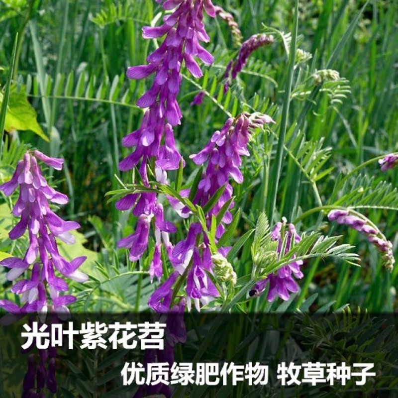 毛苕种子长柔毛野豌豆种籽箭舌豌豆种毛叶光叶紫花苕子毛苕子