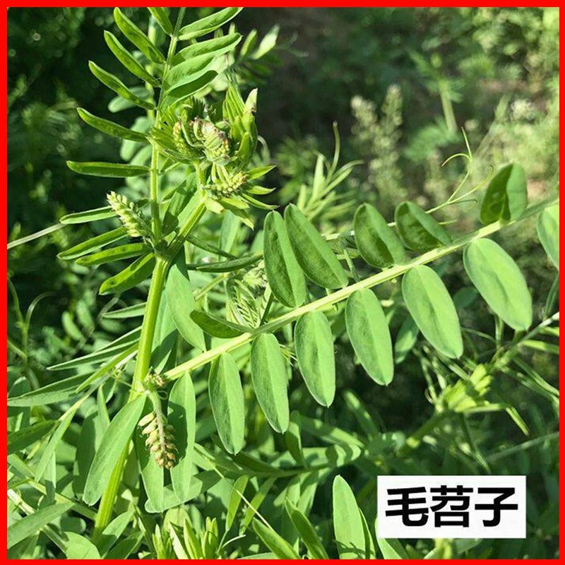 毛苕种子长柔毛野豌豆种籽箭舌豌豆种毛叶光叶紫花苕子毛苕子