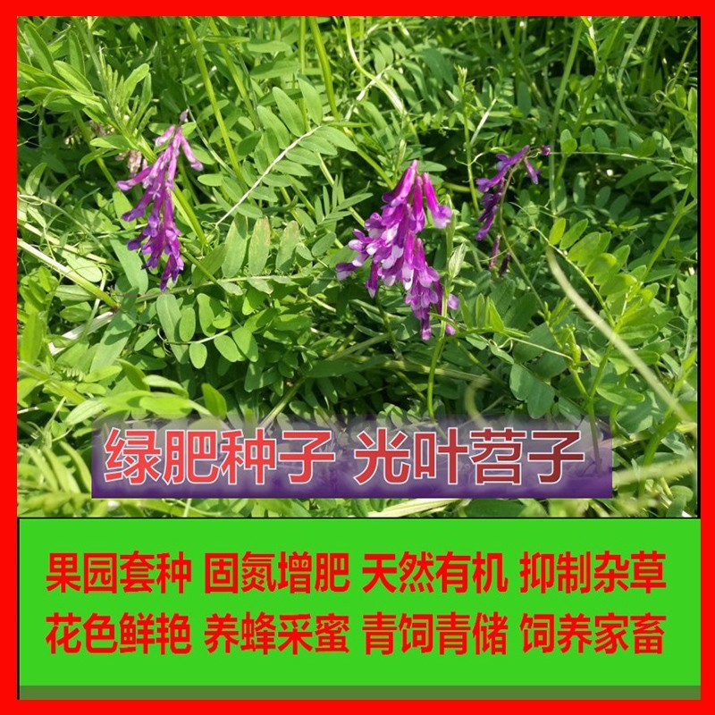 毛苕种子长柔毛野豌豆种籽箭舌豌豆种毛叶光叶紫花苕子毛苕子