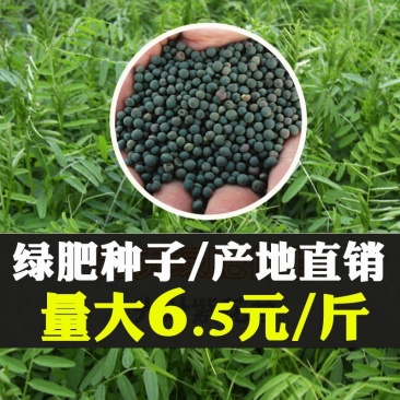 毛苕种子长柔毛野豌豆种籽箭舌豌豆种毛叶光叶紫花苕子毛苕子