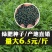 毛苕种子长柔毛野豌豆种籽箭舌豌豆种毛叶光叶紫花苕子毛苕子