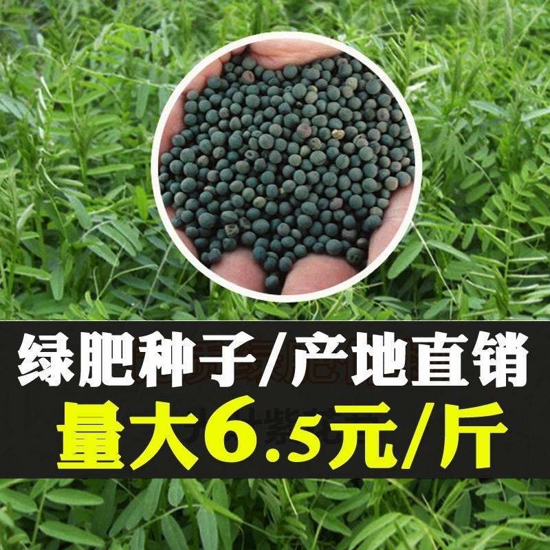 毛苕种子长柔毛野豌豆种籽箭舌豌豆种毛叶光叶紫花苕子毛苕子