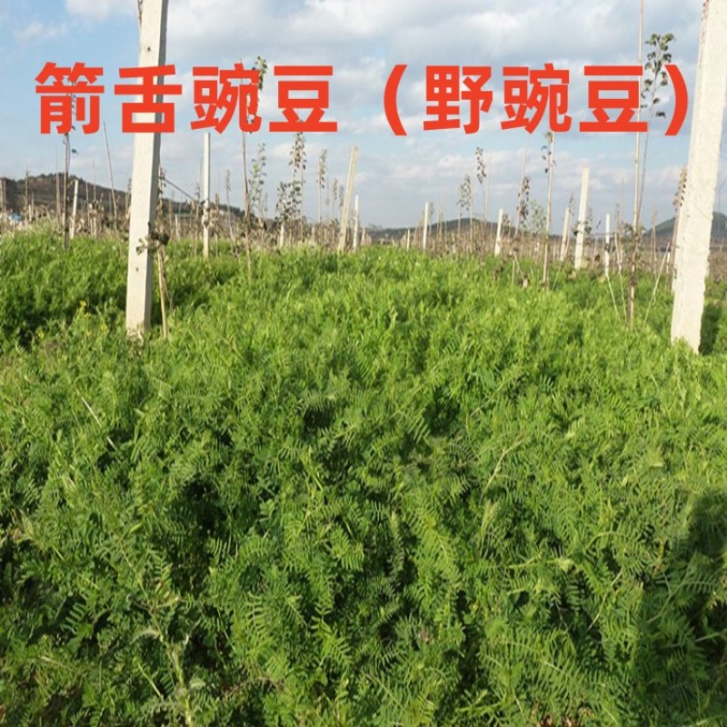 毛苕种子长柔毛野豌豆种籽箭舌豌豆种毛叶光叶紫花苕子毛苕子