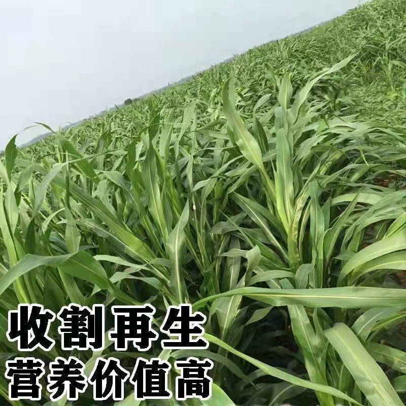 高丹草种子牧草种籽杂交王草苏丹草种籽喂鱼兔鸭鹅猪牛羊草籽