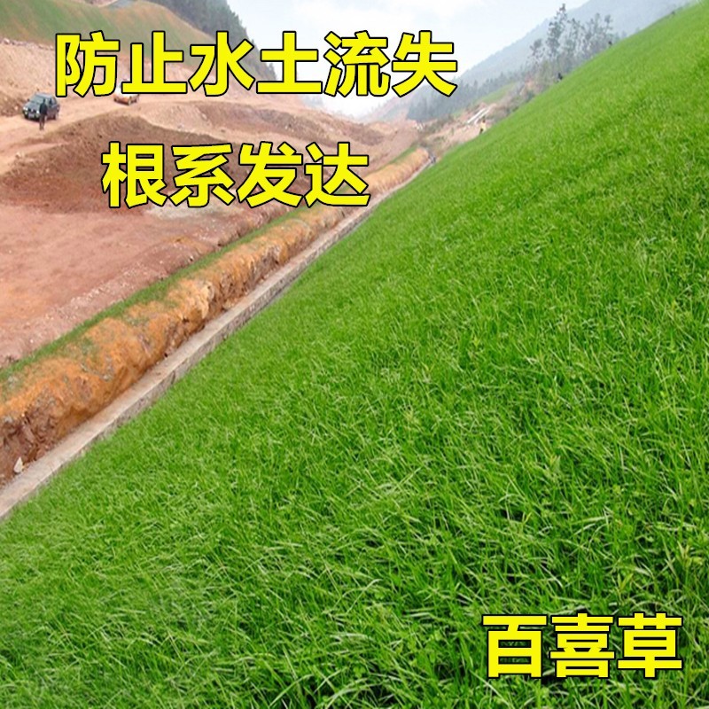 百喜草宽叶草籽固土护坡宽叶雀稗草籽边坡绿化四季常青耐旱