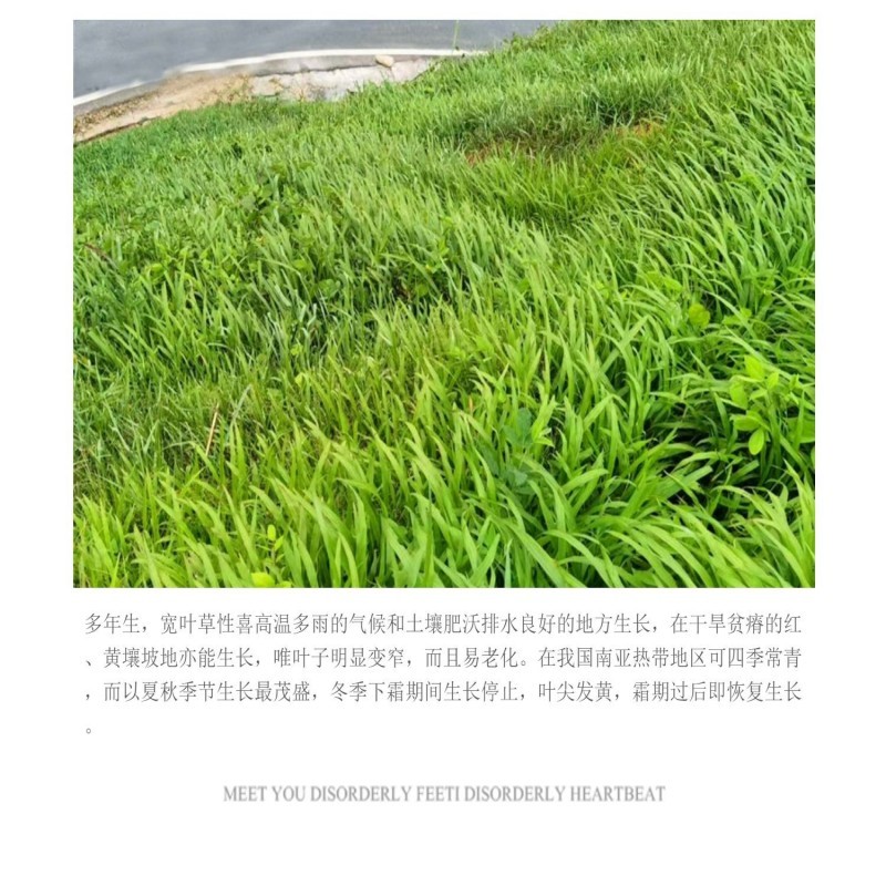 百喜草宽叶草籽固土护坡宽叶雀稗草籽边坡绿化四季常青耐旱