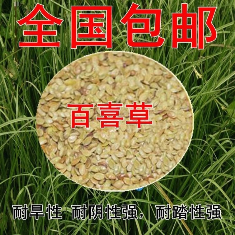 百喜草宽叶草籽固土护坡宽叶雀稗草籽边坡绿化四季常青耐旱