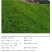 百喜草宽叶草籽固土护坡宽叶雀稗草籽边坡绿化四季常青耐旱