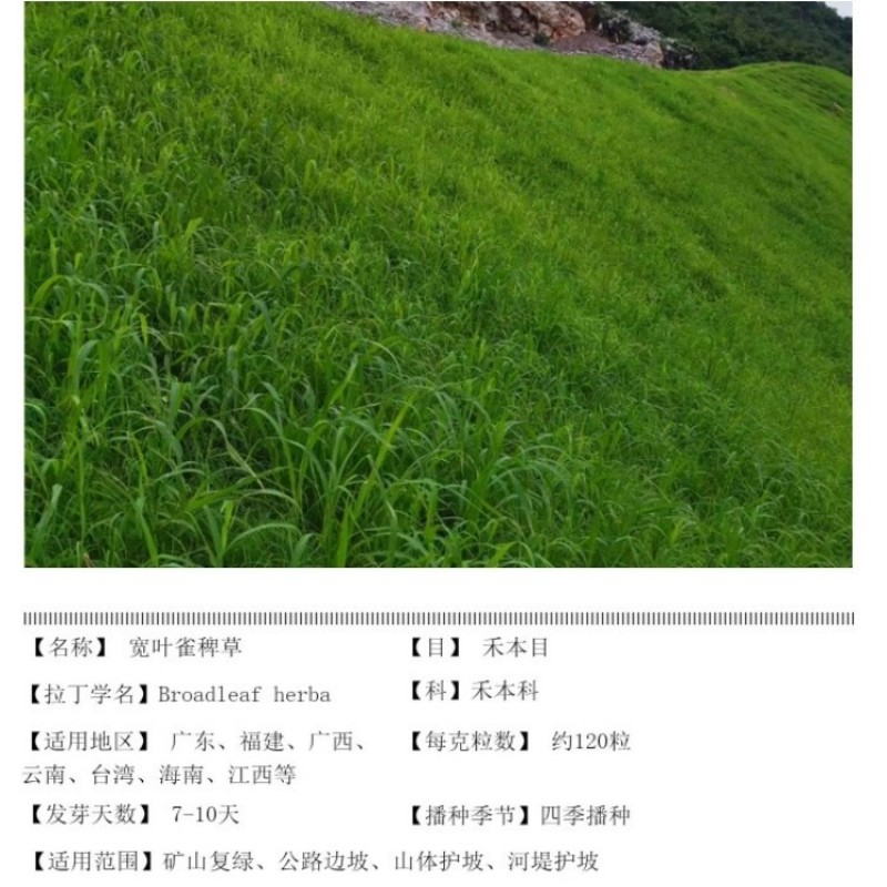 百喜草宽叶草籽固土护坡宽叶雀稗草籽边坡绿化四季常青耐旱