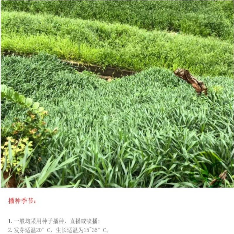 百喜草宽叶草籽固土护坡宽叶雀稗草籽边坡绿化四季常青耐旱