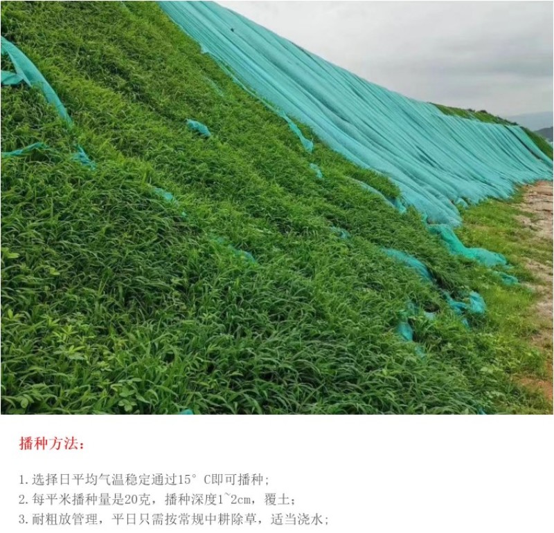 百喜草宽叶草籽固土护坡宽叶雀稗草籽边坡绿化四季常青耐旱