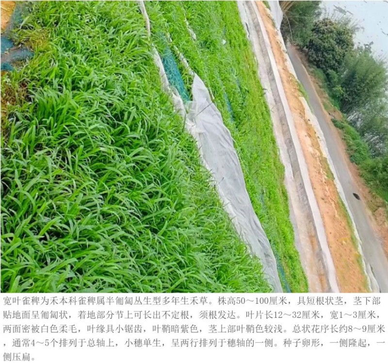 百喜草宽叶草籽固土护坡宽叶雀稗草籽边坡绿化四季常青耐旱