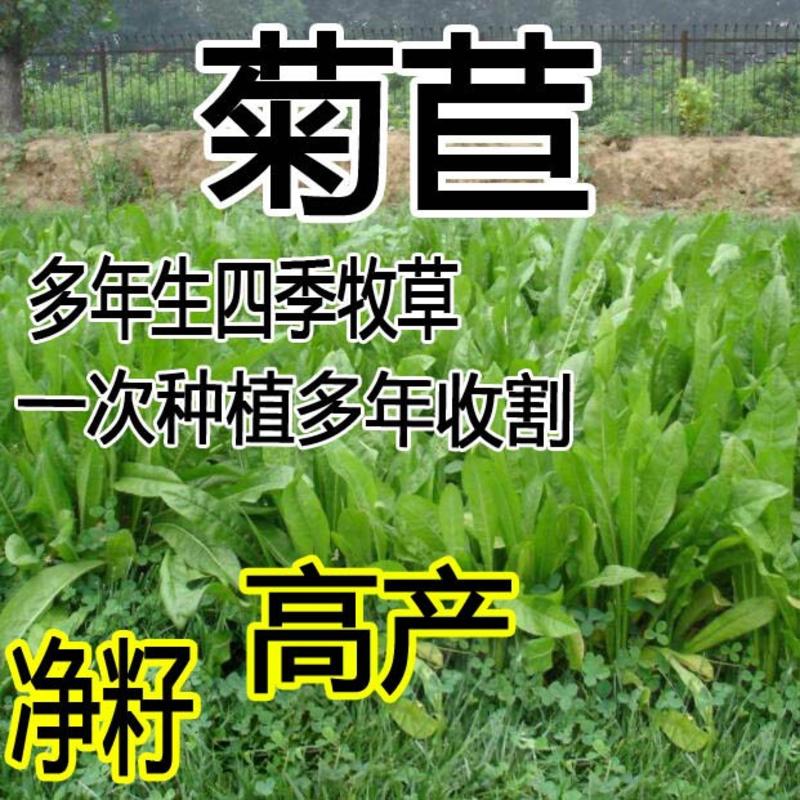 菊苣草种籽多年生养殖大叶猪牛羊鸡鸭鹅兔鱼草高产畜牧草种子