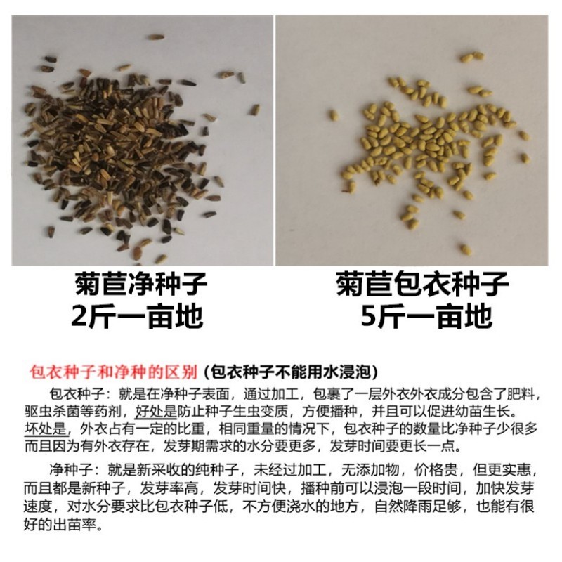 菊苣草种籽多年生养殖大叶猪牛羊鸡鸭鹅兔鱼草高产畜牧草种子