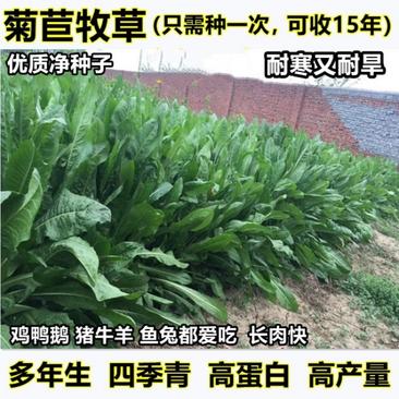 菊苣草种籽多年生养殖大叶猪牛羊鸡鸭鹅兔鱼草高产畜牧草种子