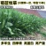 菊苣草种籽多年生养殖大叶猪牛羊鸡鸭鹅兔鱼草高产畜牧草种子