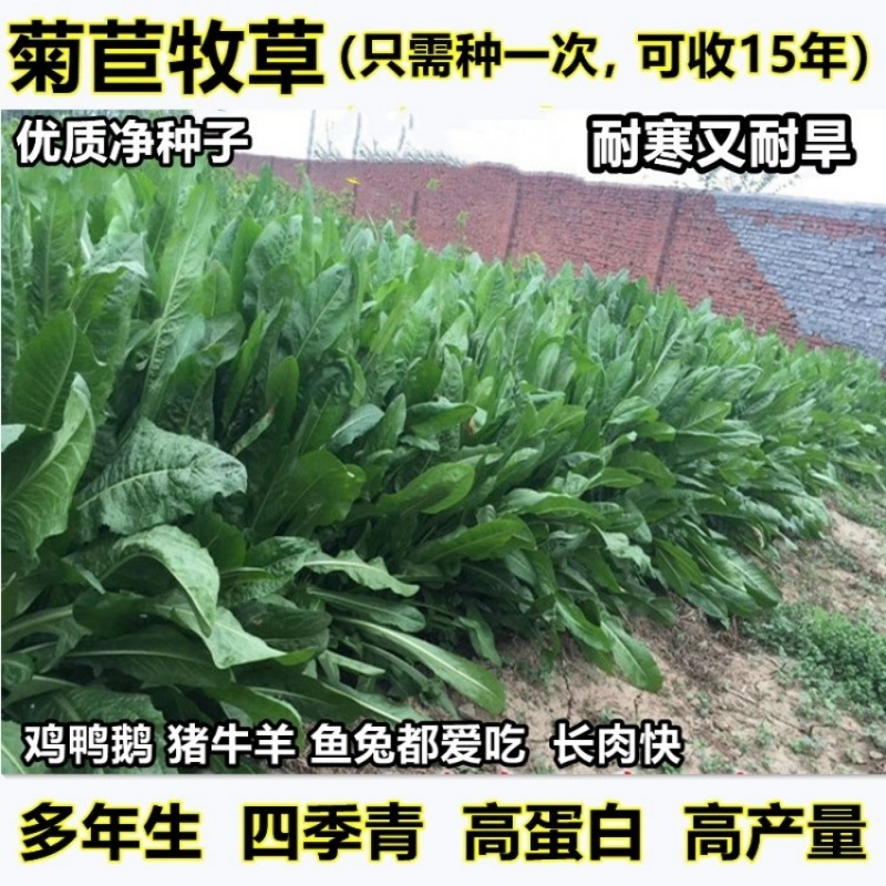 菊苣草种籽多年生养殖大叶猪牛羊鸡鸭鹅兔鱼草高产畜牧草种子